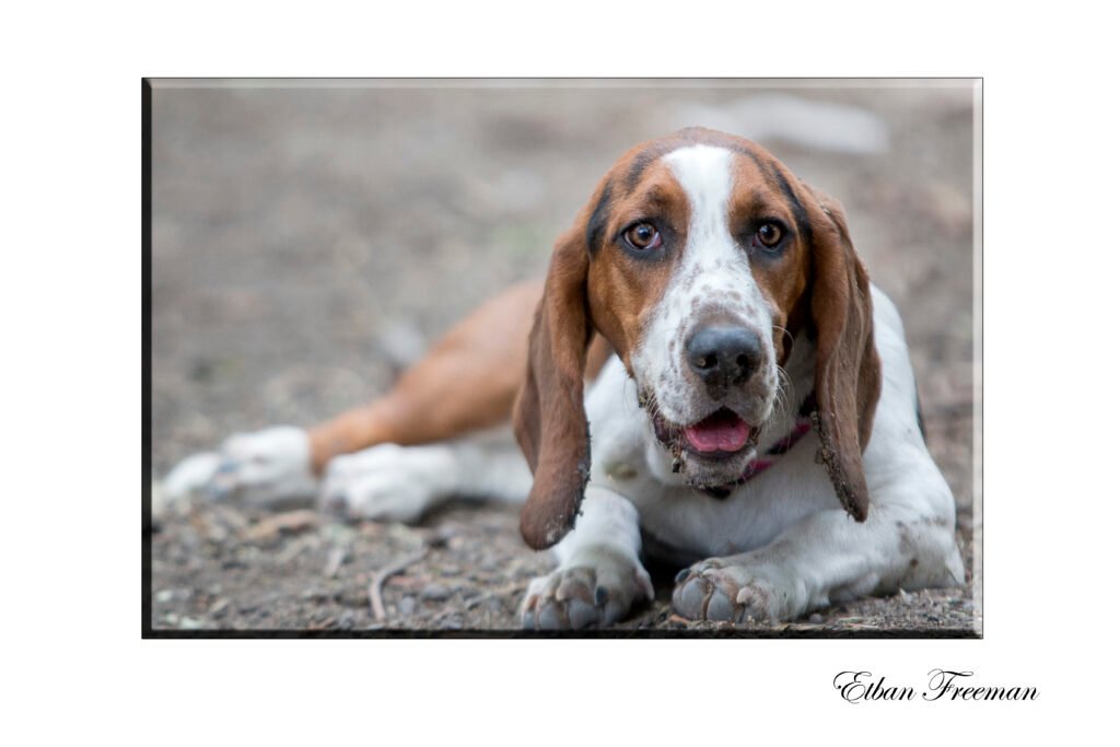 Etban Freeman Fotografía