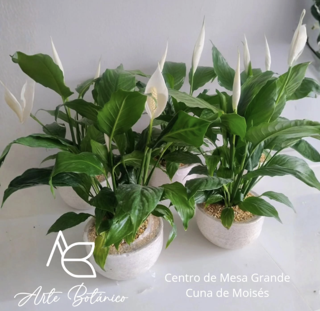 Arte Botánico