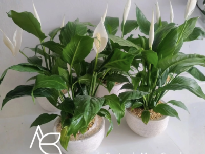 Arte Botánico